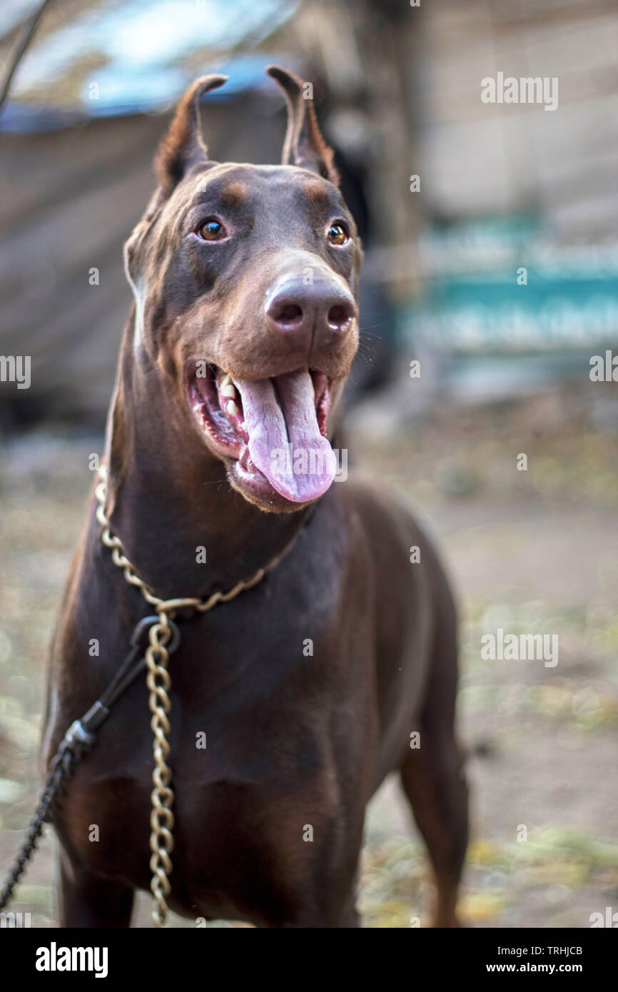 Ein Dobermann auf einer Hundeausstellung. Stockfoto