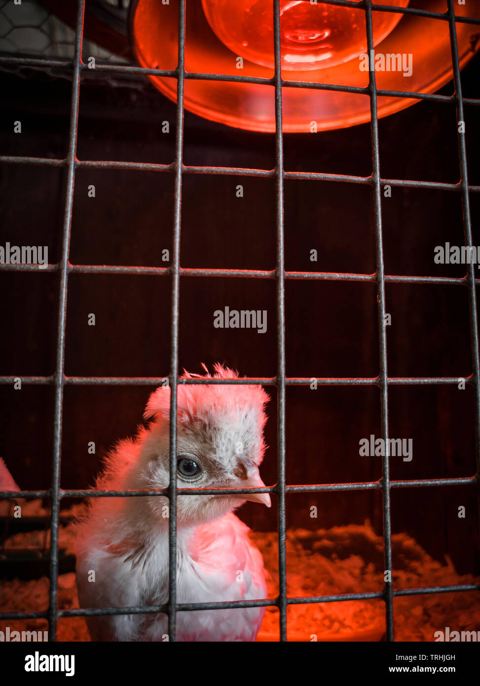 Young Chick unter einer Wärmestrampe, die durch die Gitter ihres Käfigs spähend. Sussex, England, Großbritannien Stockfoto