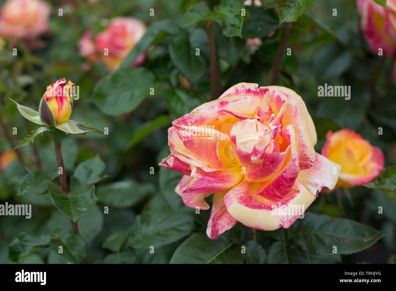 Rose' Love & Peace' Hybrid Tea bei Owen Rose Garden in Eugene, Oregon, USA. Stockfoto