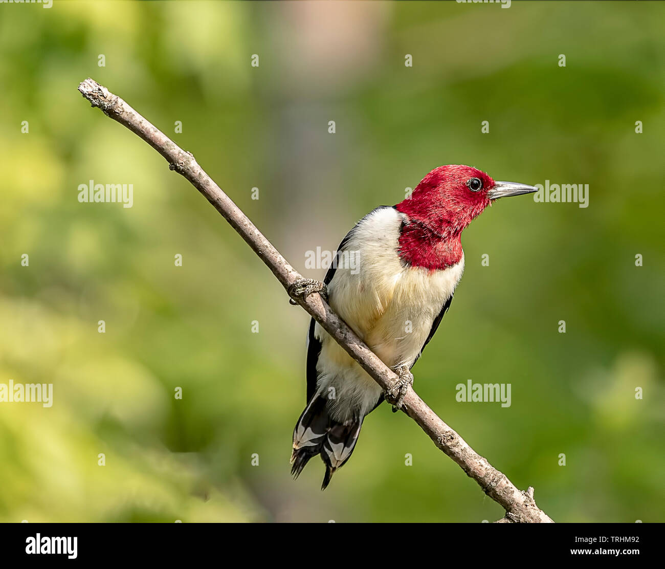 Eine rothaarige Specht auf einem Baum gehockt. Stockfoto