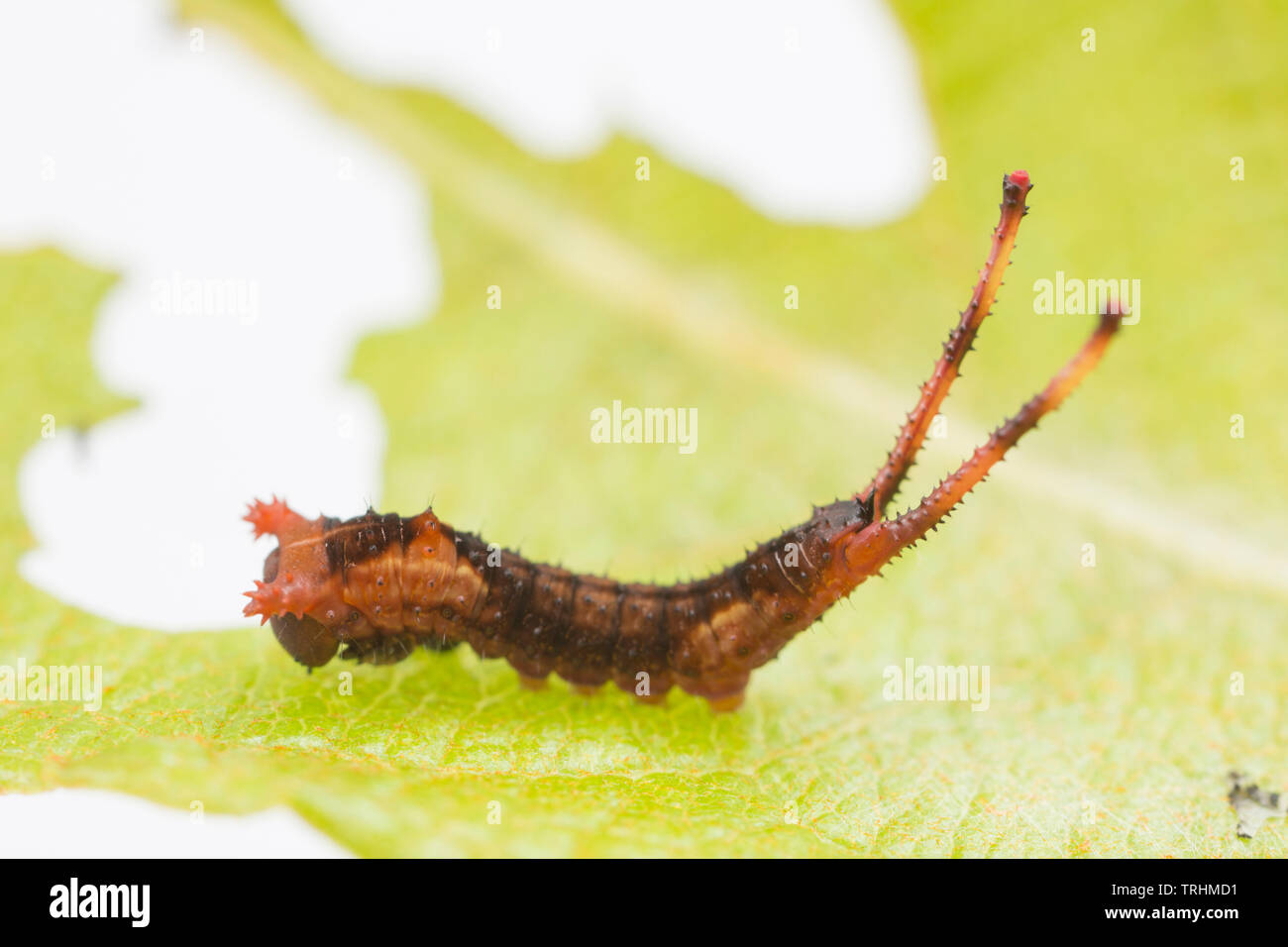 Eine Puss Moth Caterpillar, Cerura vinula, in der zweiten Stufe der Entwicklung, bekannt als ein instar. Es ist hier auf einem fahlen Blatt, das ist eine seiner f gesehen Stockfoto