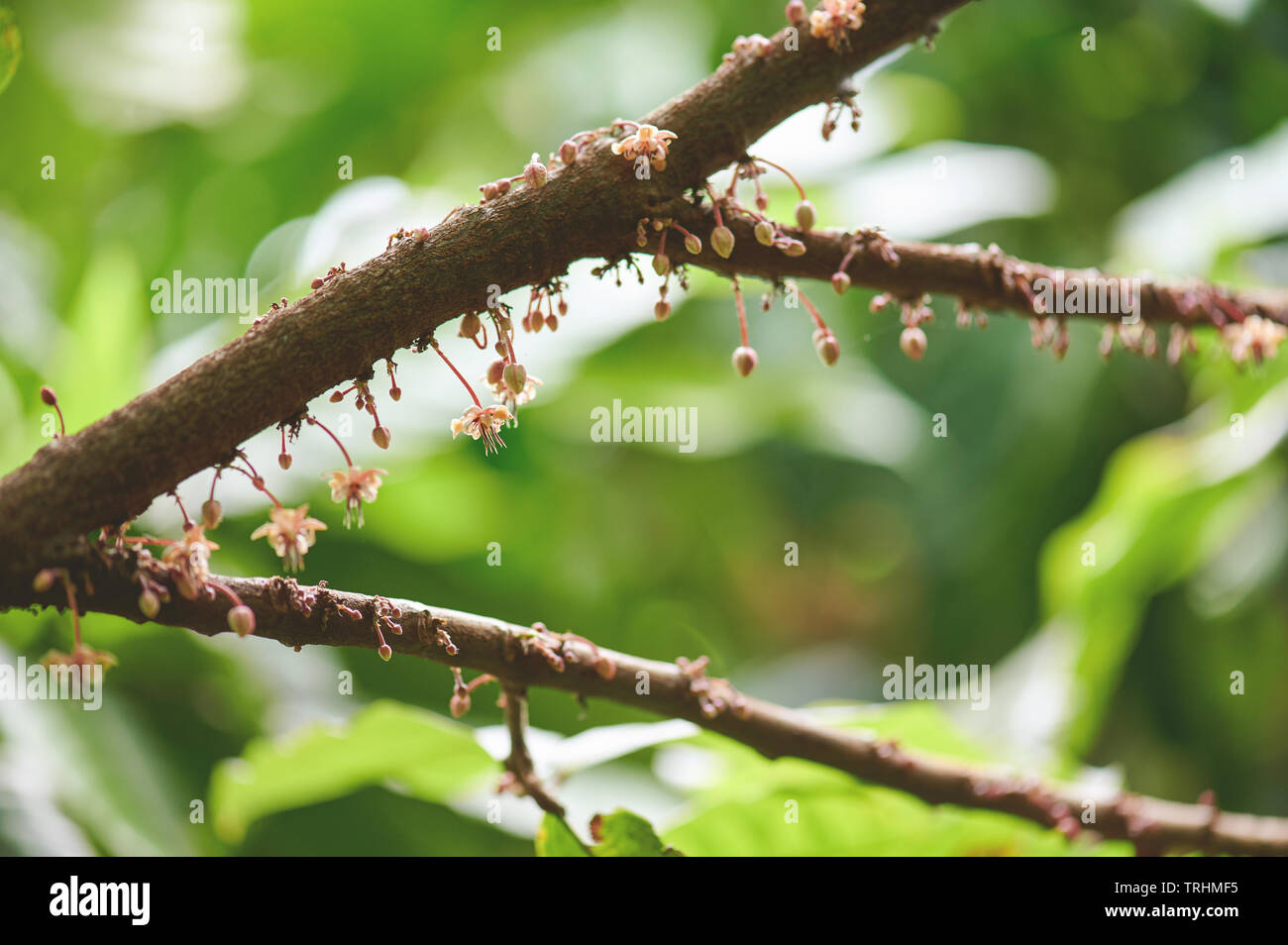 Zweig der Kakaopflanze mit weißen Blumen Nähe zu sehen. Stockfoto