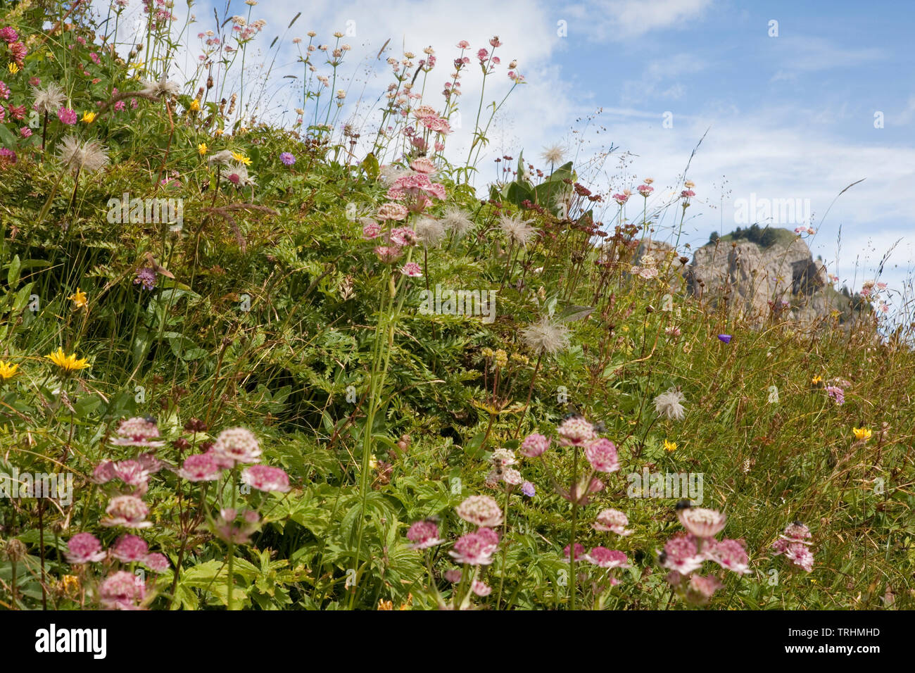 Die Botanischer Alpengarten, Schynige Platte, Berner Oberland, Schweiz: Alpenblumen Stockfoto