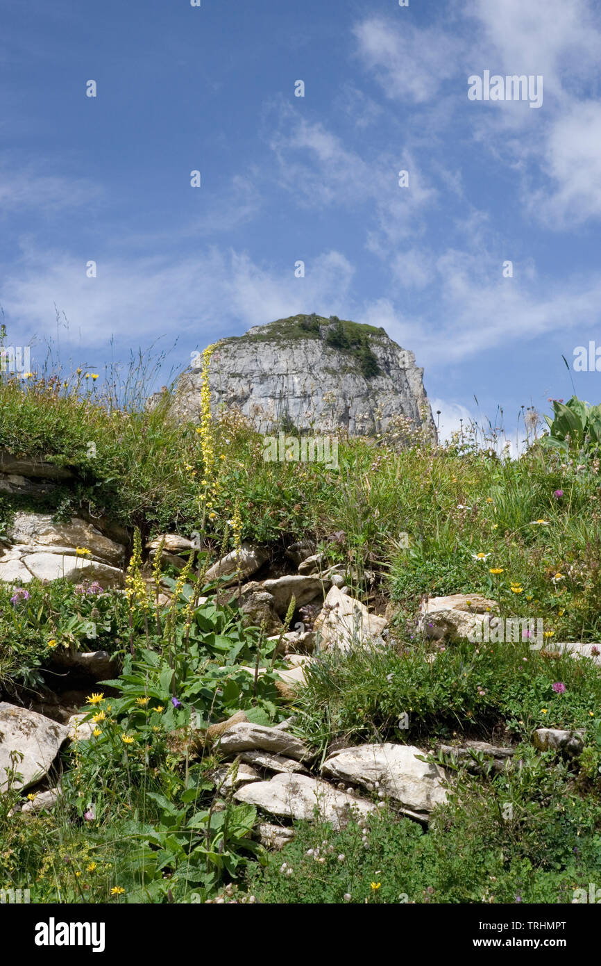 Schynige Platte und der Gumihorn vom Botanischer Alpengarten, Gündlischwand, Schweiz, mit Alpenlandschaft im Vordergrund. Stockfoto