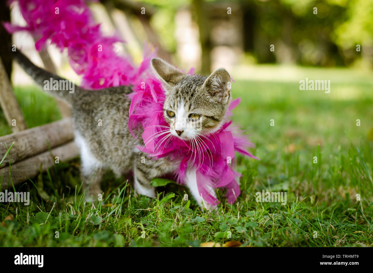Wenig schöne katze Haustier mit lila Schal boa Entspannen im Gras Stockfoto