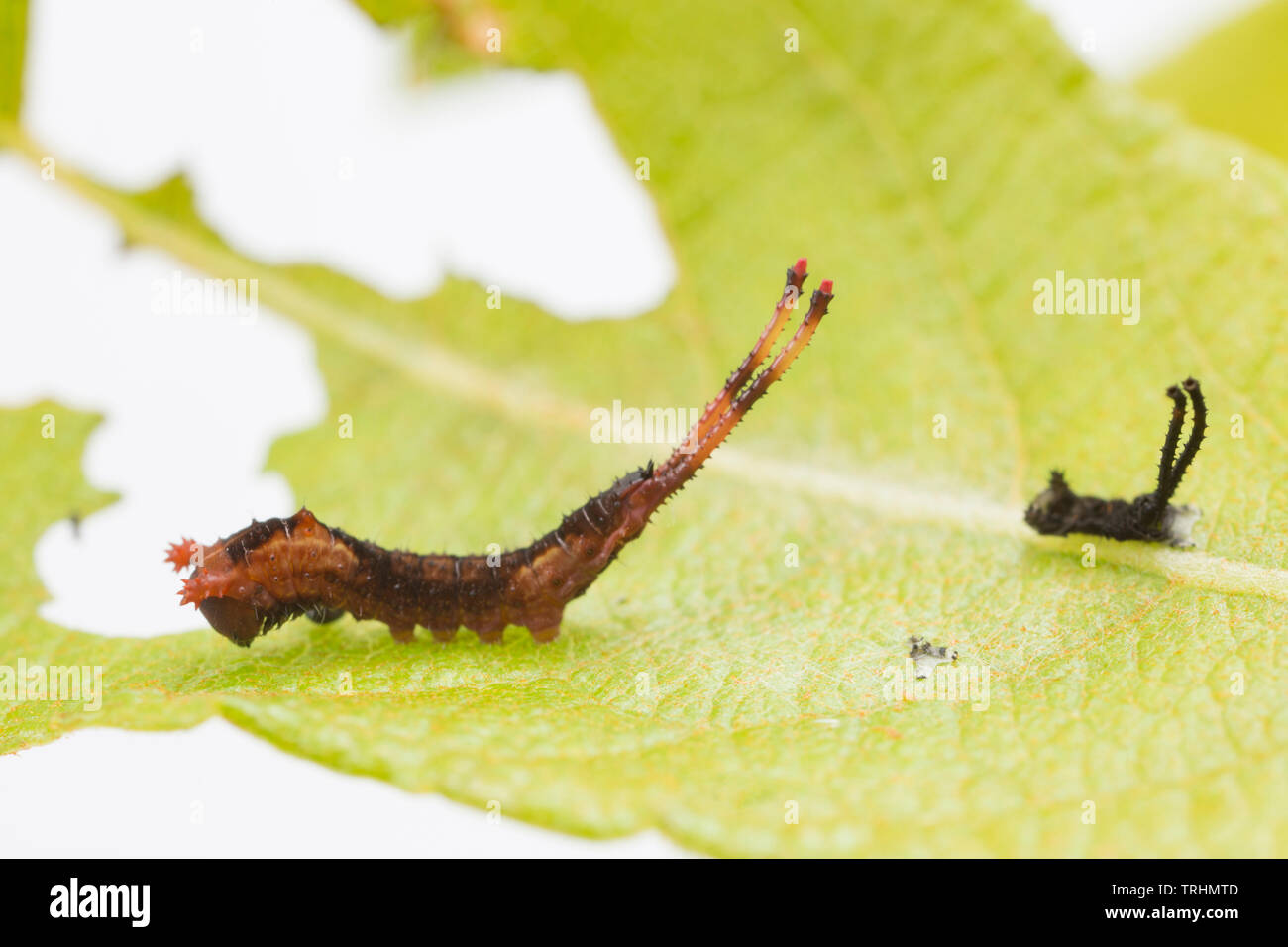 Eine Puss Moth Caterpillar, Cerura vinula, in der zweiten Stufe der Entwicklung, bekannt als ein instar. Es ist hier auf einem fahlen Blatt, das ist eine seiner f gesehen Stockfoto