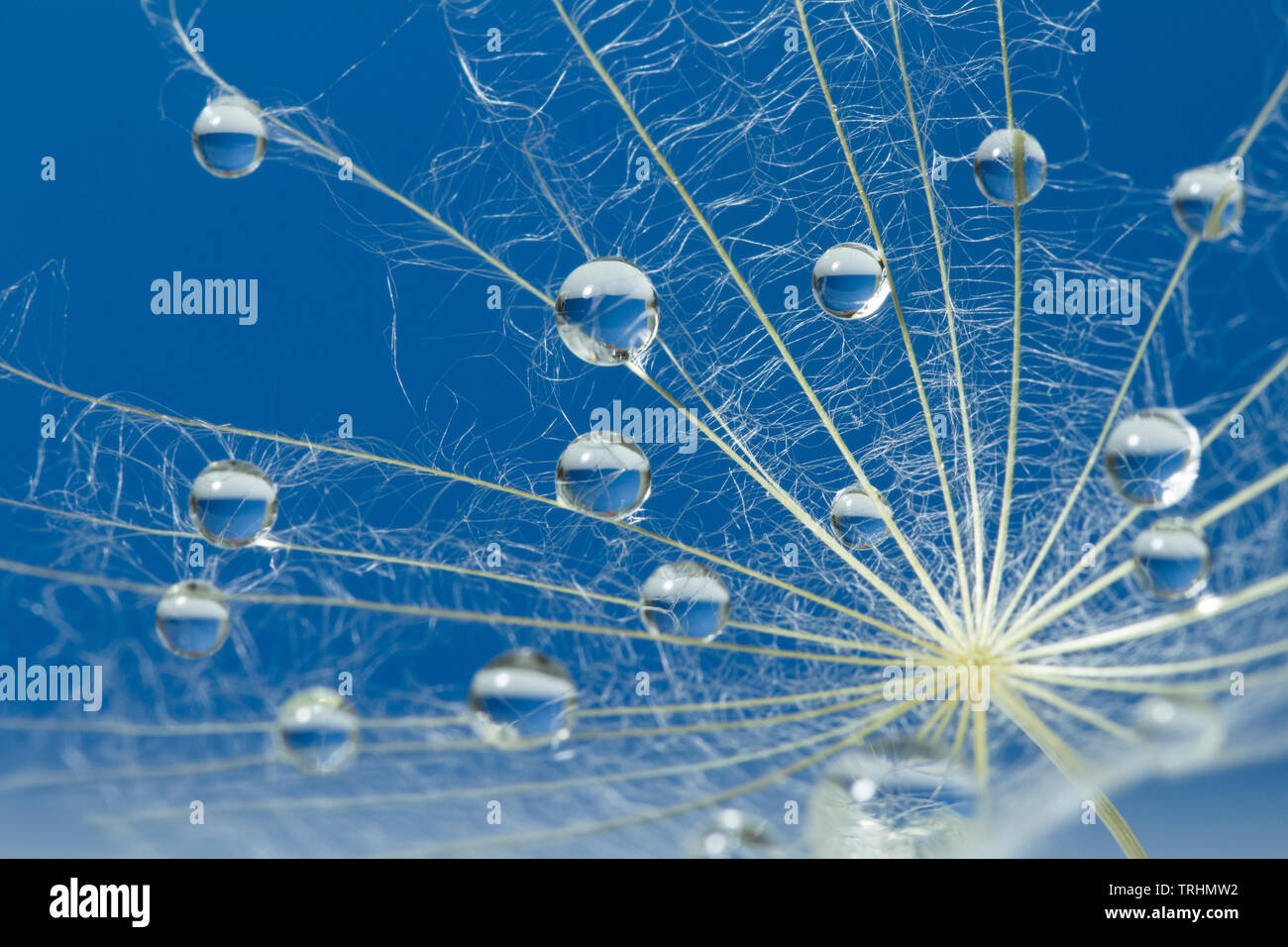 Wassertropfen auf einem fallschirme Löwenzahn auf einem blauen Hintergrund. Tau auf einem Löwenzahn Samen Macro Magic Dream Konzept fällt. Stockfoto