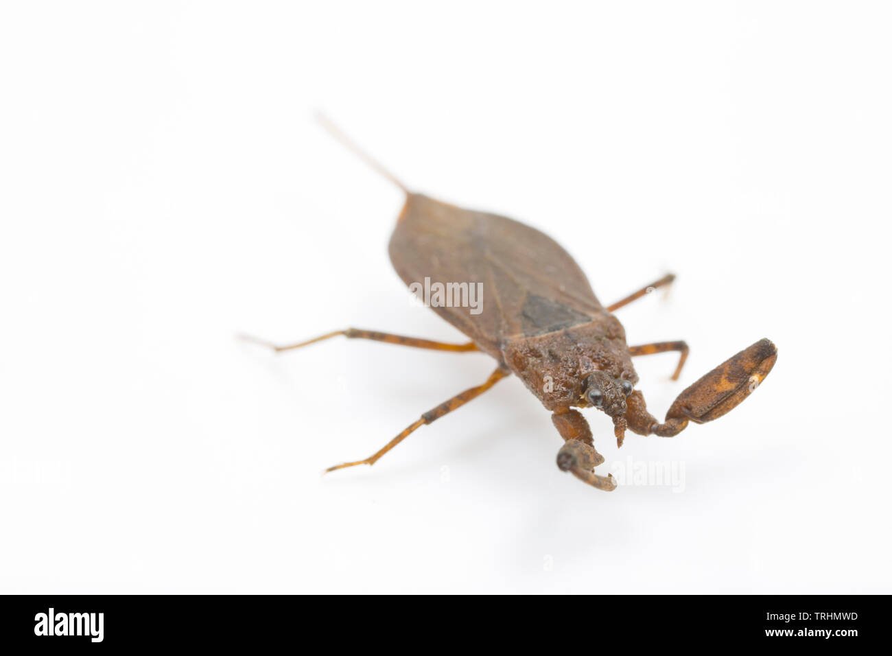 Ein wasser Scorpion, Nepa cinerea, fotografiert auf einem weißen Hintergrund. Das Wasser Skorpion ist eine aquatische Insekten, die Beute auf andere kleine aquatische Kreatur Stockfoto