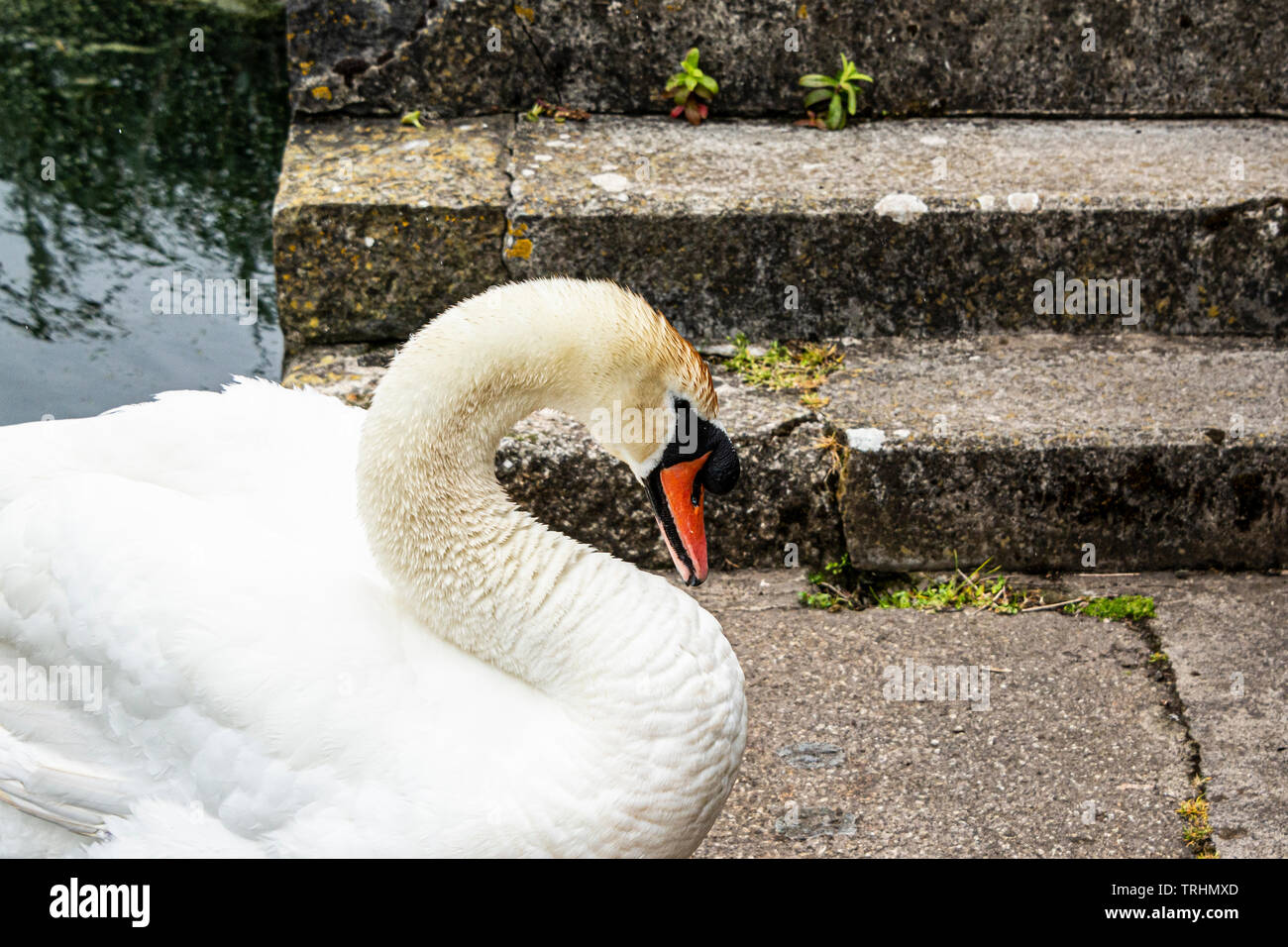 Ein höckerschwan (Cygnus olor) putzen selbst Stockfoto