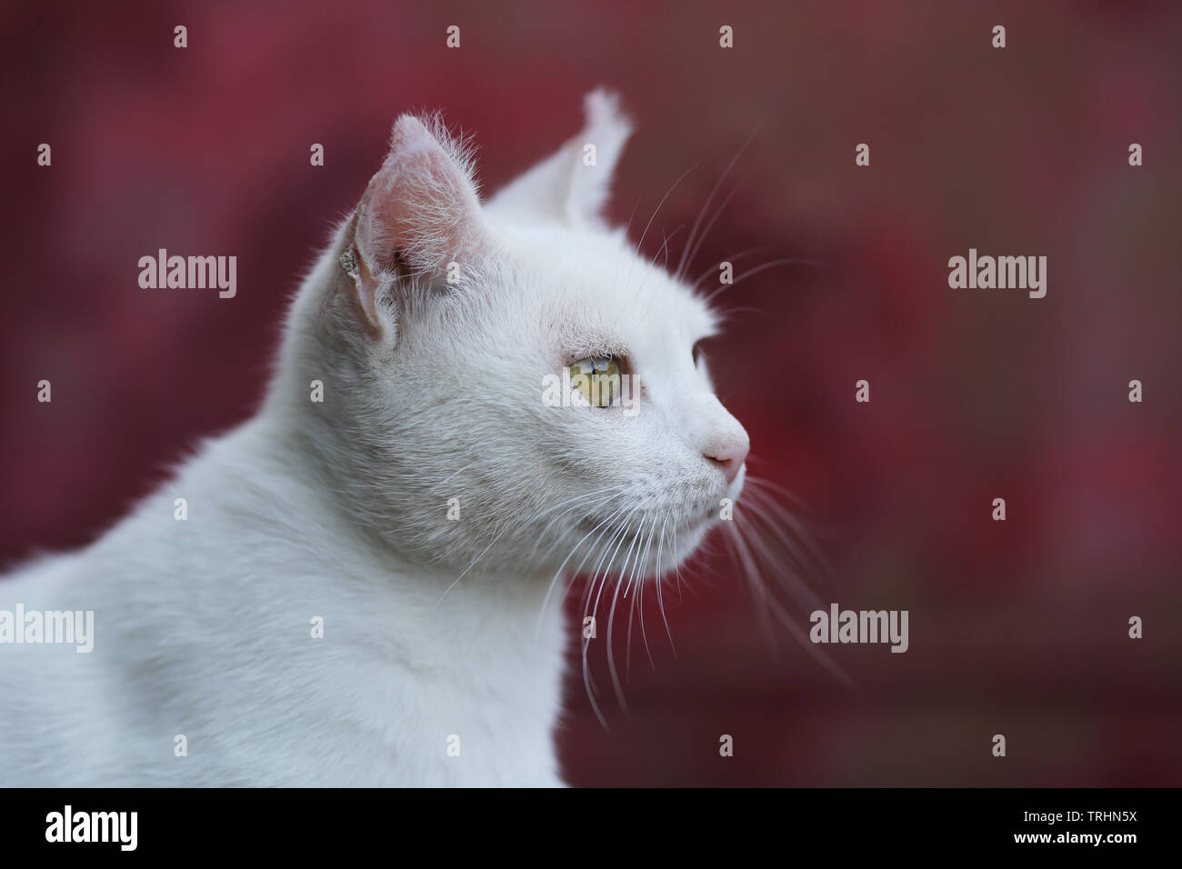 Eine weiße Katze gegen einen rötlichen Hintergrund. Stockfoto