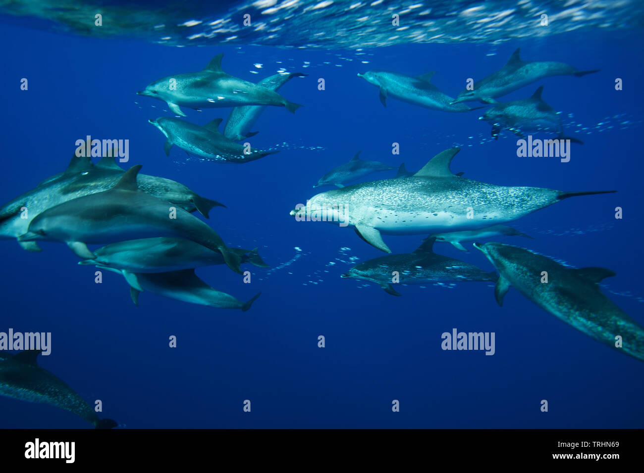 Ein Pod von Atlantic spotted Dolphins aus Caniçal, Madeira, Portugal Stockfoto