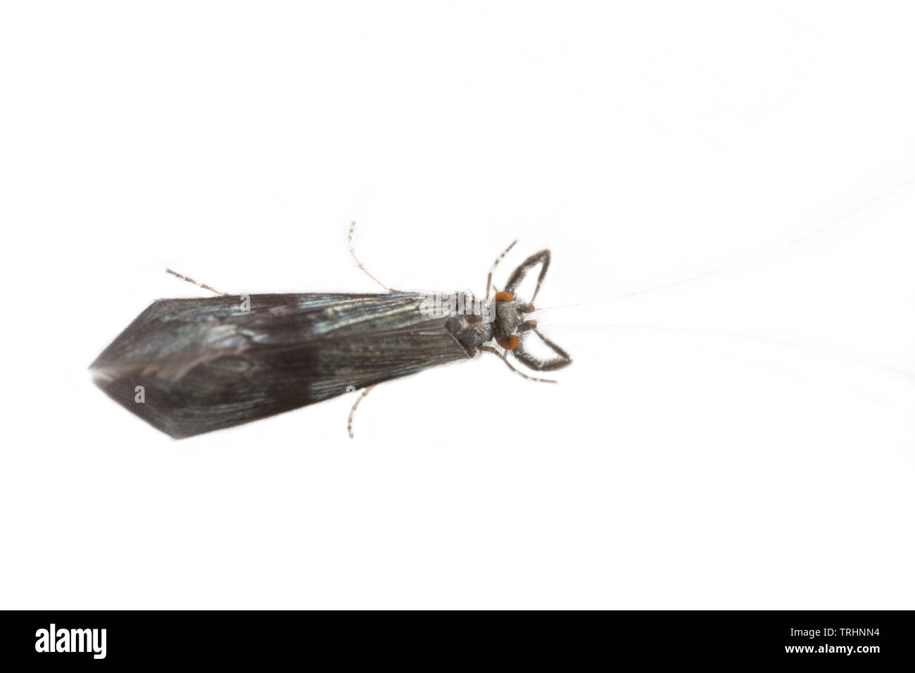 Caddis Fly UK Stockfoto
