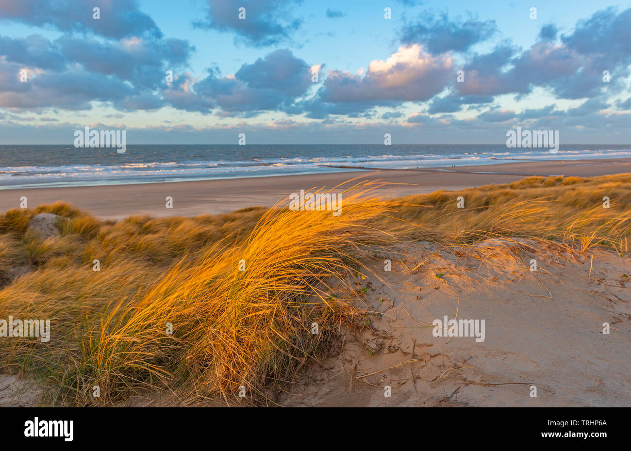 Der Wind weht durch die Düne Gräser mit blur Motion in den Sand Dünen Ostende Stadt Strand bei Sonnenuntergang, Nordsee, Westflandern, Belgien. Stockfoto