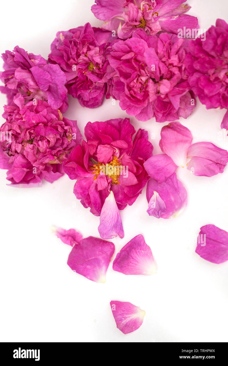 Blossom rose Damscena frm Bulgarien Stockfoto