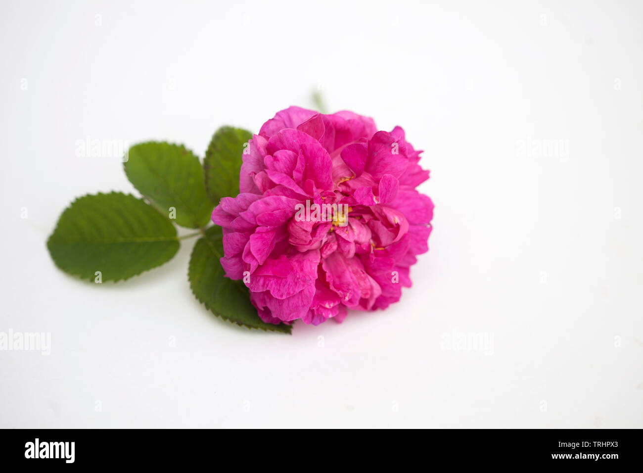 Blossom rose Damscena frm Bulgarien Stockfoto