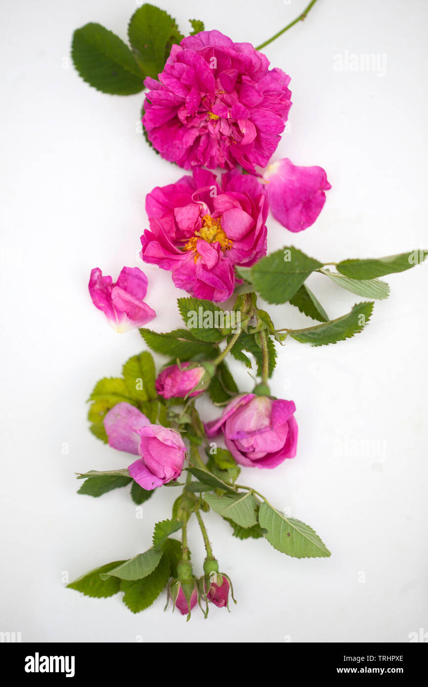 Blossom rose Damscena frm Bulgarien Stockfoto