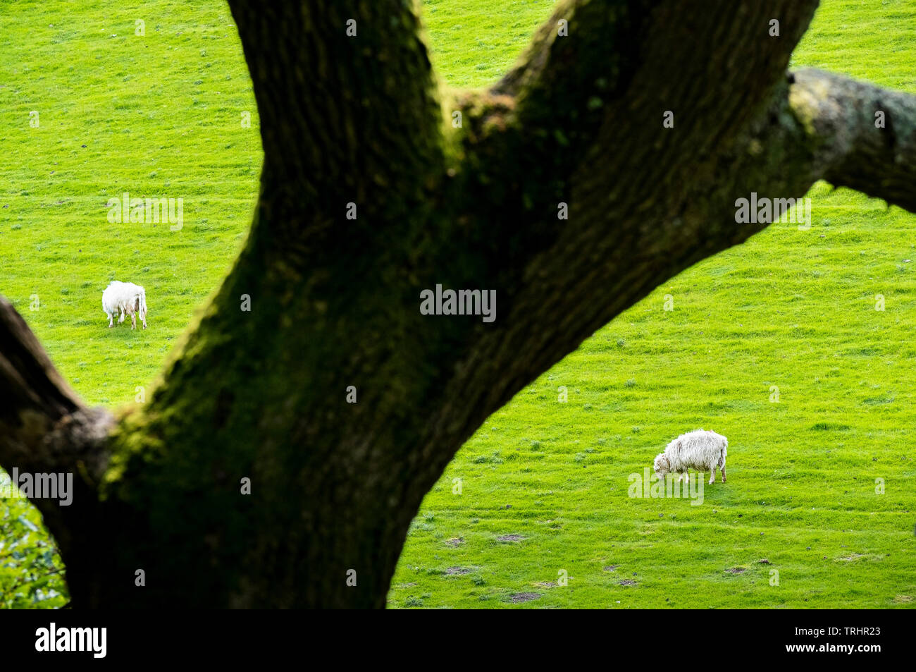 Schafe in der Umgebung von Castell y Bere Castle, Dysynni Tal, Gwynedd, Wales Stockfoto