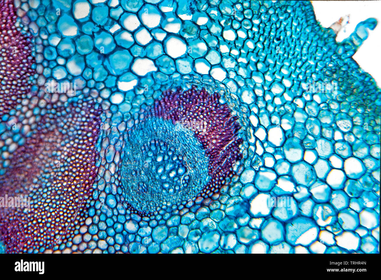 Die Klette Arctium Lappa, Stengel, Detail, hellfeld photomicrograph Stockfoto
