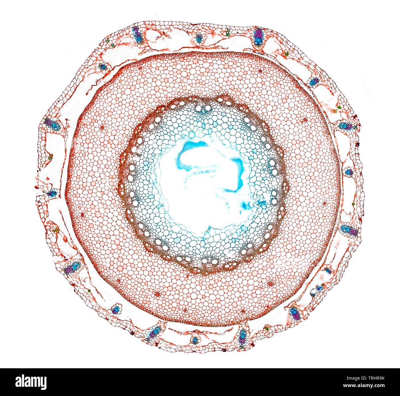 , Quecke Agropyron repens, Stammzellen TS. hellfeld photomicrograph Stockfoto