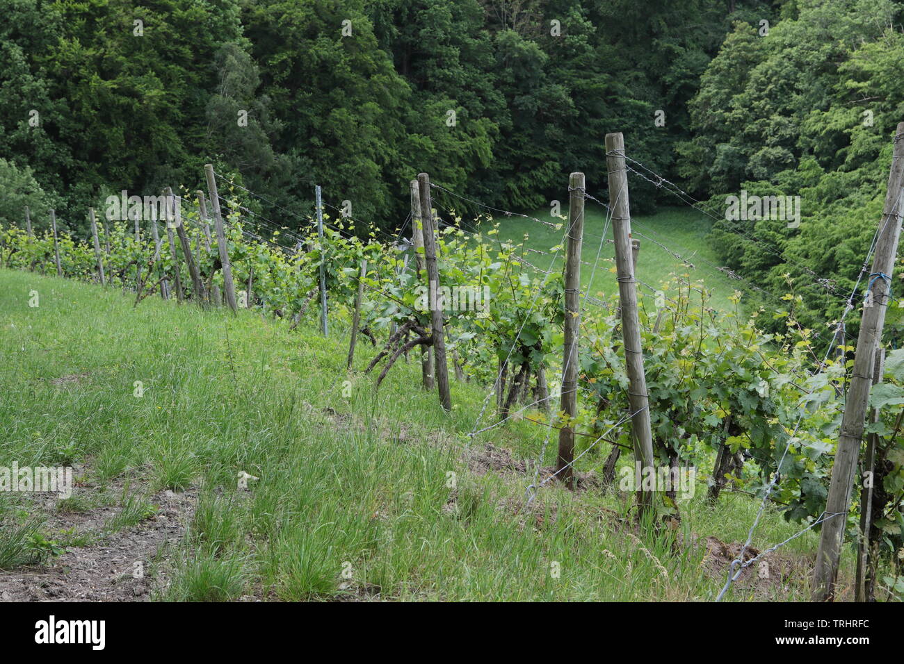 Weinberge Stockfoto