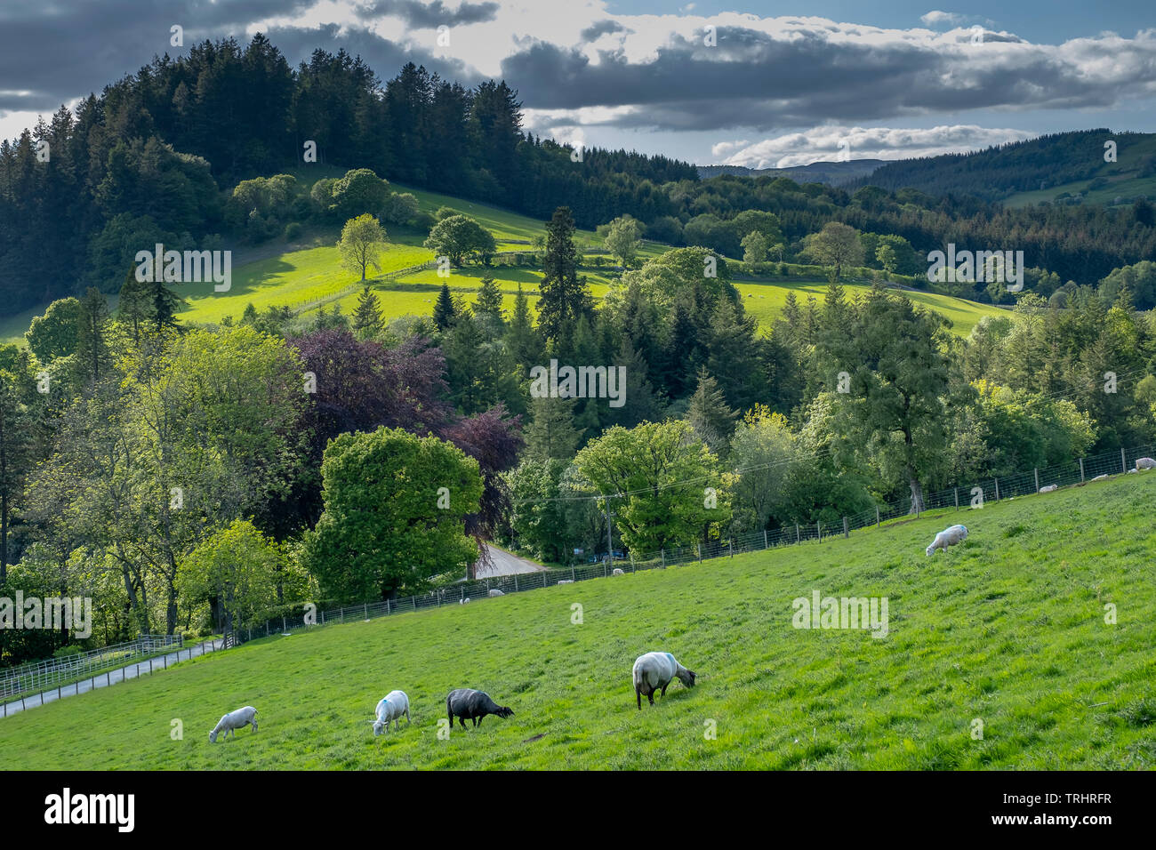 Schafe grasen in der Nähe der Lake Vyrnwy, in der Mitte des Berwyn Mountain Range, Powys, Wales Stockfoto