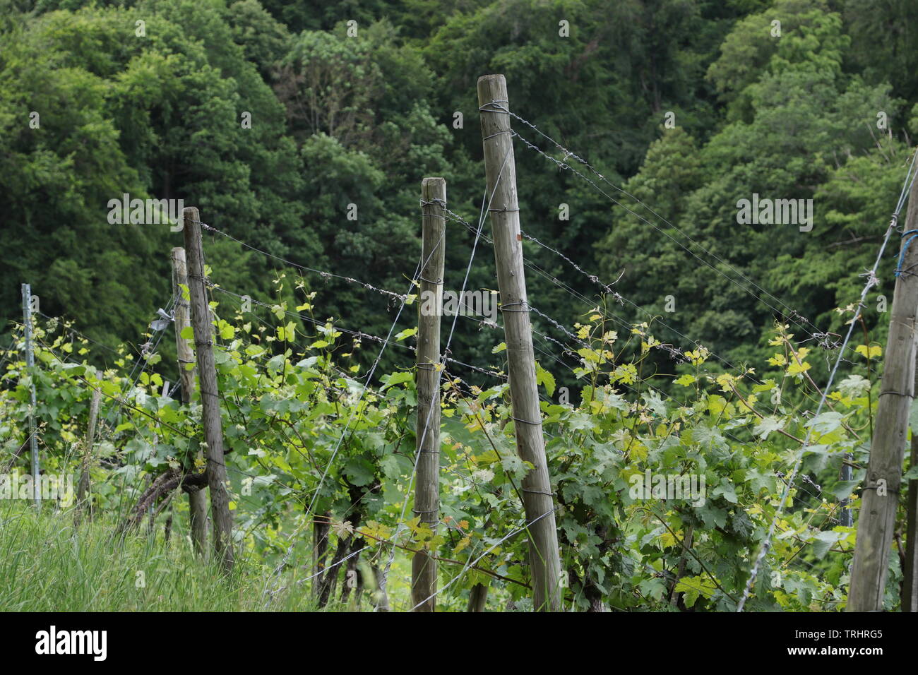 Weinberge Stockfoto