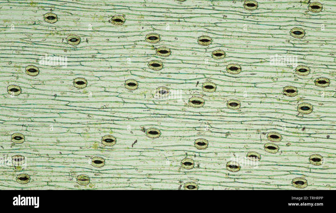 Anlage leaf Stomata auf Blatt Unterseite Stockfoto