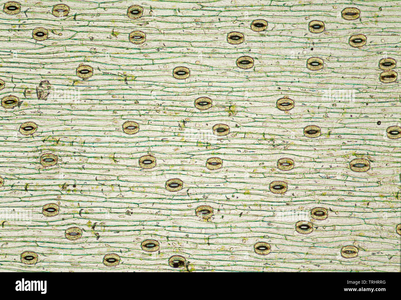 Anlage leaf Stomata auf Blatt Unterseite Stockfoto