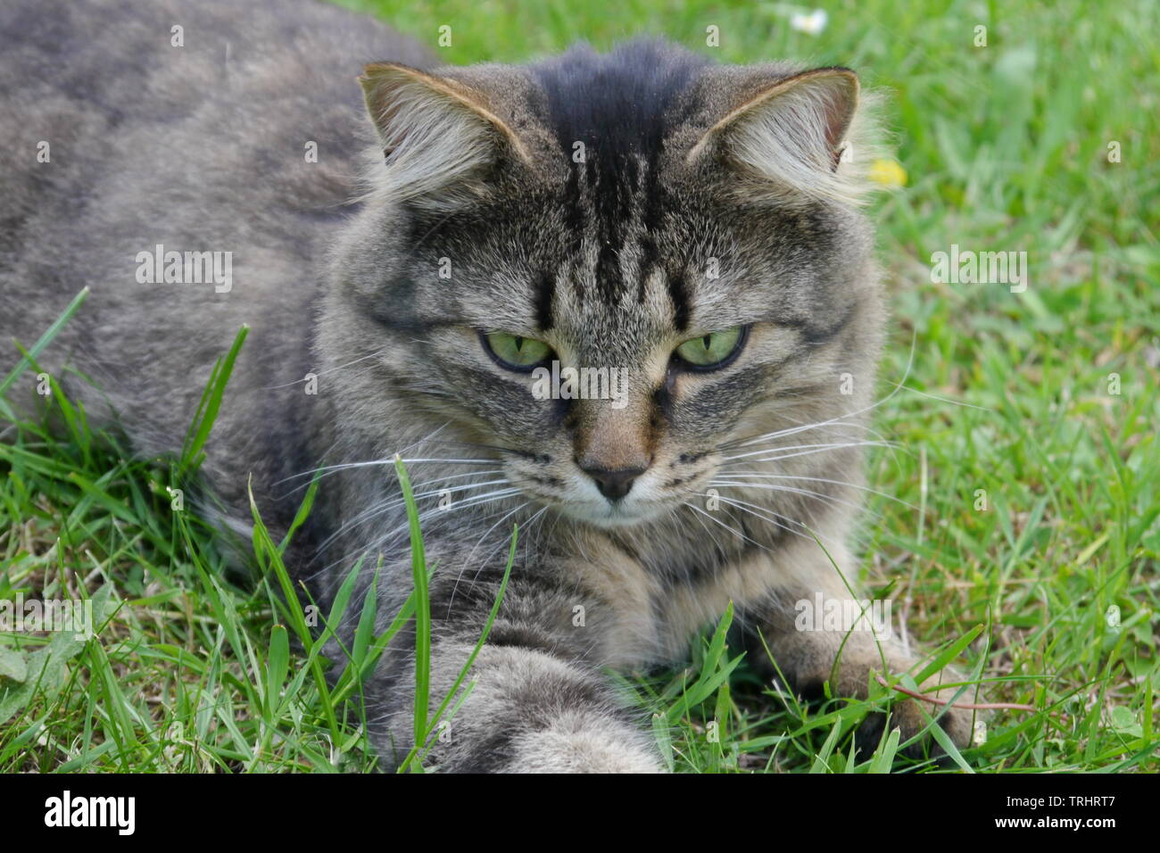 Schönen braun gemusterten Katze mit grünen Augen lügen auf Gras. Stockfoto