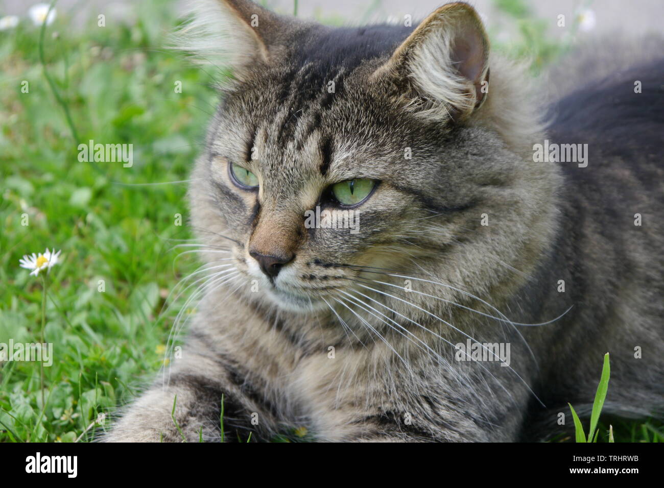 Schönen braun gemusterten Katze mit grünen Augen lügen auf Gras. Stockfoto