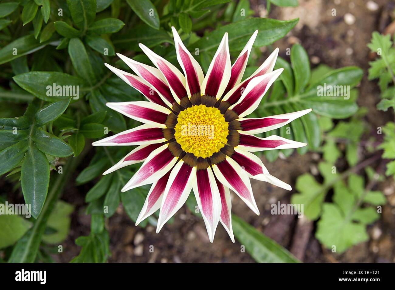 Pflanze Mit Lila Blätter Nahaufnahme Stockfotos und -bilder Kaufen - Alamy