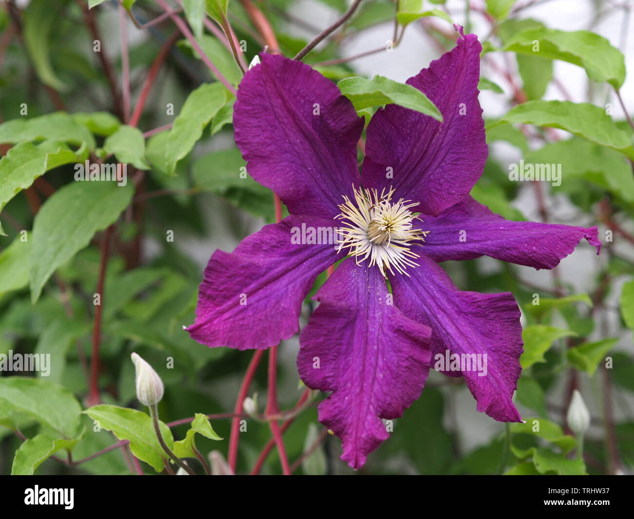 Lila klettern Clematis Blume Stockfoto