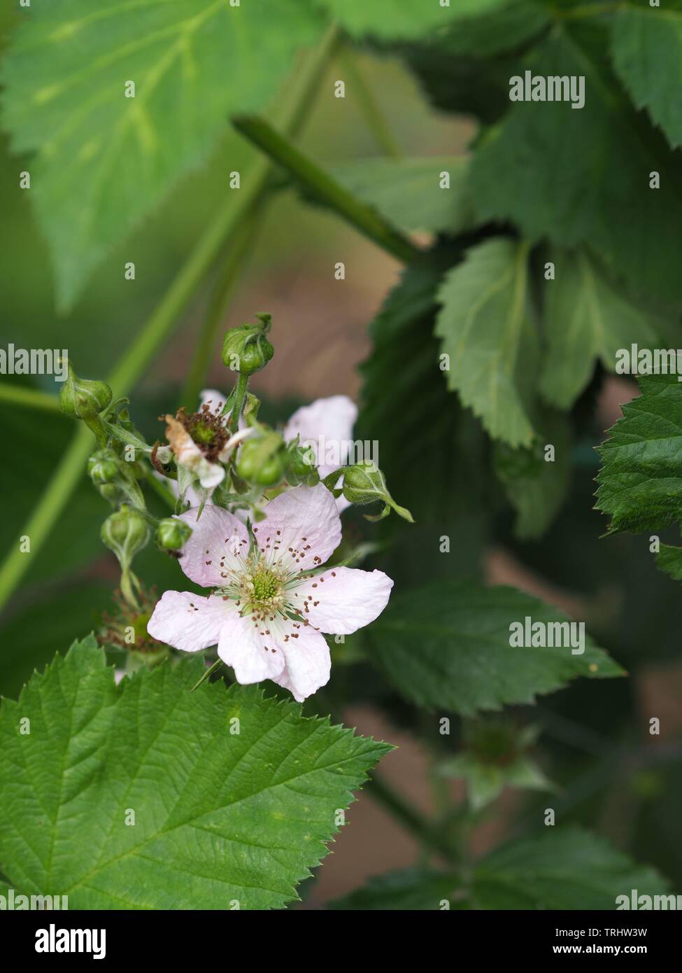 Nahaufnahme von einem Blackberry (Rubus) Blüte Stockfoto