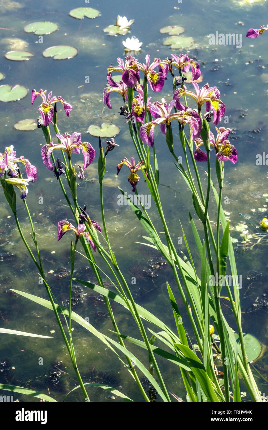 Iris versicolor Stockfoto