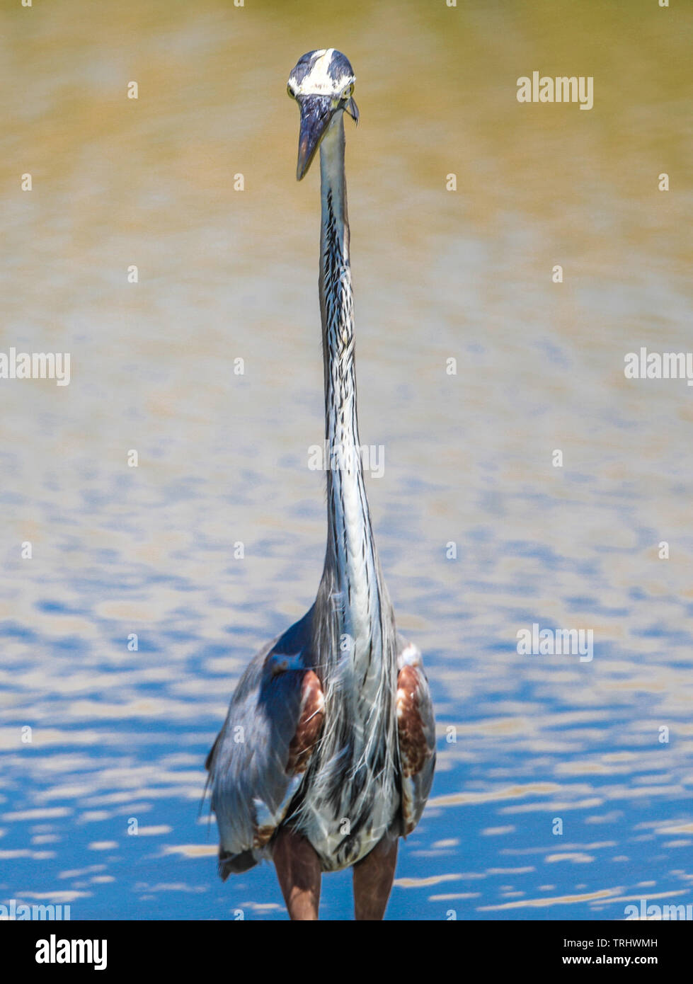 Ein Vogel namens Graureiher Ardea cinerea, Sucht nach Essen im Salzwasser aus dem Meer in Richtung Kino Viejo Mündung. Der Graureiher oder airón ist eine Pflanzenart aus der Familie der Ardeidae Eurasien und Afrika, eine schlanke und große aquatische Vogel mit einem langen Hals und Beine, mit hauptsächlich grauen Gefieder. Er lebt in Flüssen, Seen und alle Arten von Süß- und Brackwasser Feuchtgebiete. (Foto: Luis Gutierrez/NortePhoto) Un ave llamada Garza gris, Ardea cinerea Busca alimento en el Agua salada proveniente del Mar hacia El Estero de Kino Viejo. La Garza Real o ​ airón​ es una especie de Ave pelecaniforme Stockfoto