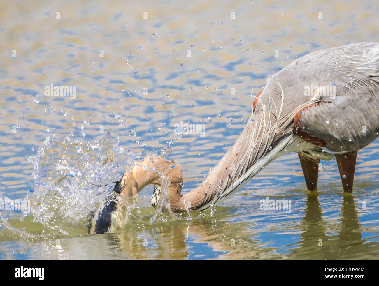 Ein Vogel namens Graureiher Ardea cinerea, Sucht nach Essen im Salzwasser aus dem Meer in Richtung Kino Viejo Mündung. Der Graureiher oder airón ist eine Pflanzenart aus der Familie der Ardeidae Eurasien und Afrika, eine schlanke und große aquatische Vogel mit einem langen Hals und Beine, mit hauptsächlich grauen Gefieder. Er lebt in Flüssen, Seen und alle Arten von Süß- und Brackwasser Feuchtgebiete. (Foto: Luis Gutierrez/NortePhoto) Un ave llamada Garza gris, Ardea cinerea Busca alimento en el Agua salada proveniente del Mar hacia El Estero de Kino Viejo. La Garza Real o ​ airón​ es una especie de Ave pelecaniforme Stockfoto