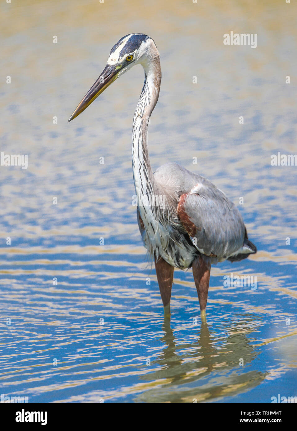 Ein Vogel namens Graureiher Ardea cinerea, Sucht nach Essen im Salzwasser aus dem Meer in Richtung Kino Viejo Mündung. Der Graureiher oder airón ist eine Pflanzenart aus der Familie der Ardeidae Eurasien und Afrika, eine schlanke und große aquatische Vogel mit einem langen Hals und Beine, mit hauptsächlich grauen Gefieder. Er lebt in Flüssen, Seen und alle Arten von Süß- und Brackwasser Feuchtgebiete. (Foto: Luis Gutierrez/NortePhoto) Un ave llamada Garza gris, Ardea cinerea Busca alimento en el Agua salada proveniente del Mar hacia El Estero de Kino Viejo. La Garza Real o ​ airón​ es una especie de Ave pelecaniforme Stockfoto