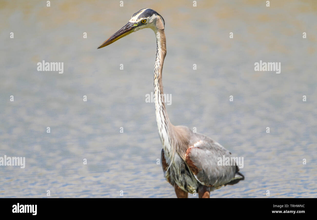 Ein Vogel namens Graureiher Ardea cinerea, Sucht nach Essen im Salzwasser aus dem Meer in Richtung Kino Viejo Mündung. Der Graureiher oder airón ist eine Pflanzenart aus der Familie der Ardeidae Eurasien und Afrika, eine schlanke und große aquatische Vogel mit einem langen Hals und Beine, mit hauptsächlich grauen Gefieder. Er lebt in Flüssen, Seen und alle Arten von Süß- und Brackwasser Feuchtgebiete. (Foto: Luis Gutierrez/NortePhoto) Un ave llamada Garza gris, Ardea cinerea Busca alimento en el Agua salada proveniente del Mar hacia El Estero de Kino Viejo. La Garza Real o ​ airón​ es una especie de Ave pelecaniforme Stockfoto