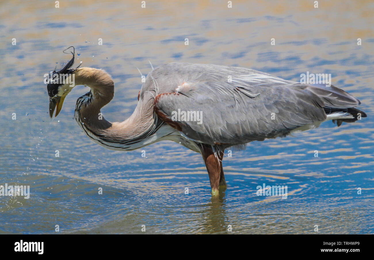 Ein Vogel namens Graureiher Ardea cinerea, Sucht nach Essen im Salzwasser aus dem Meer in Richtung Kino Viejo Mündung. Der Graureiher oder airón ist eine Pflanzenart aus der Familie der Ardeidae Eurasien und Afrika, eine schlanke und große aquatische Vogel mit einem langen Hals und Beine, mit hauptsächlich grauen Gefieder. Er lebt in Flüssen, Seen und alle Arten von Süß- und Brackwasser Feuchtgebiete. (Foto: Luis Gutierrez/NortePhoto) Un ave llamada Garza gris, Ardea cinerea Busca alimento en el Agua salada proveniente del Mar hacia El Estero de Kino Viejo. La Garza Real o ​ airón​ es una especie de Ave pelecaniforme Stockfoto