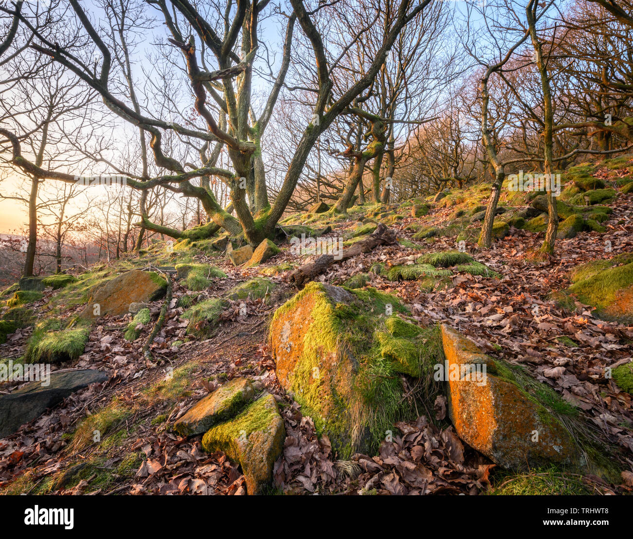 Blick auf krummen Baum mit vielen Ästen auf steinigen Piste im Peak District, England. Stockfoto