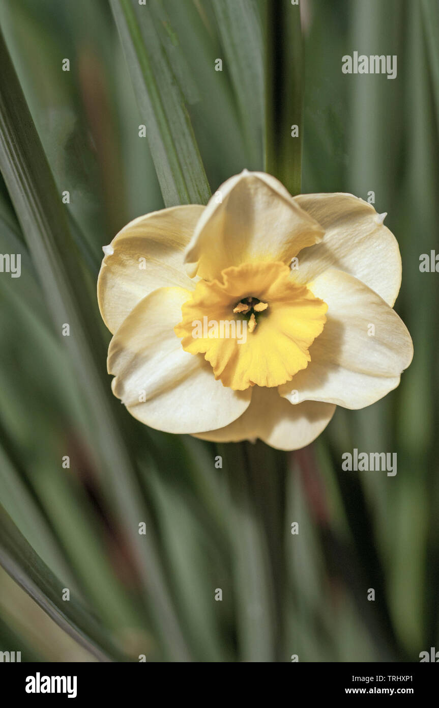 Narzisse jonquil Sonnenscheibe Blüte in der Mitte der Feder ein Zwerg Narzisse mit weißen und gelben Schale fällt, gehört zur Gruppe der jonquil Abteilung 7. Stockfoto