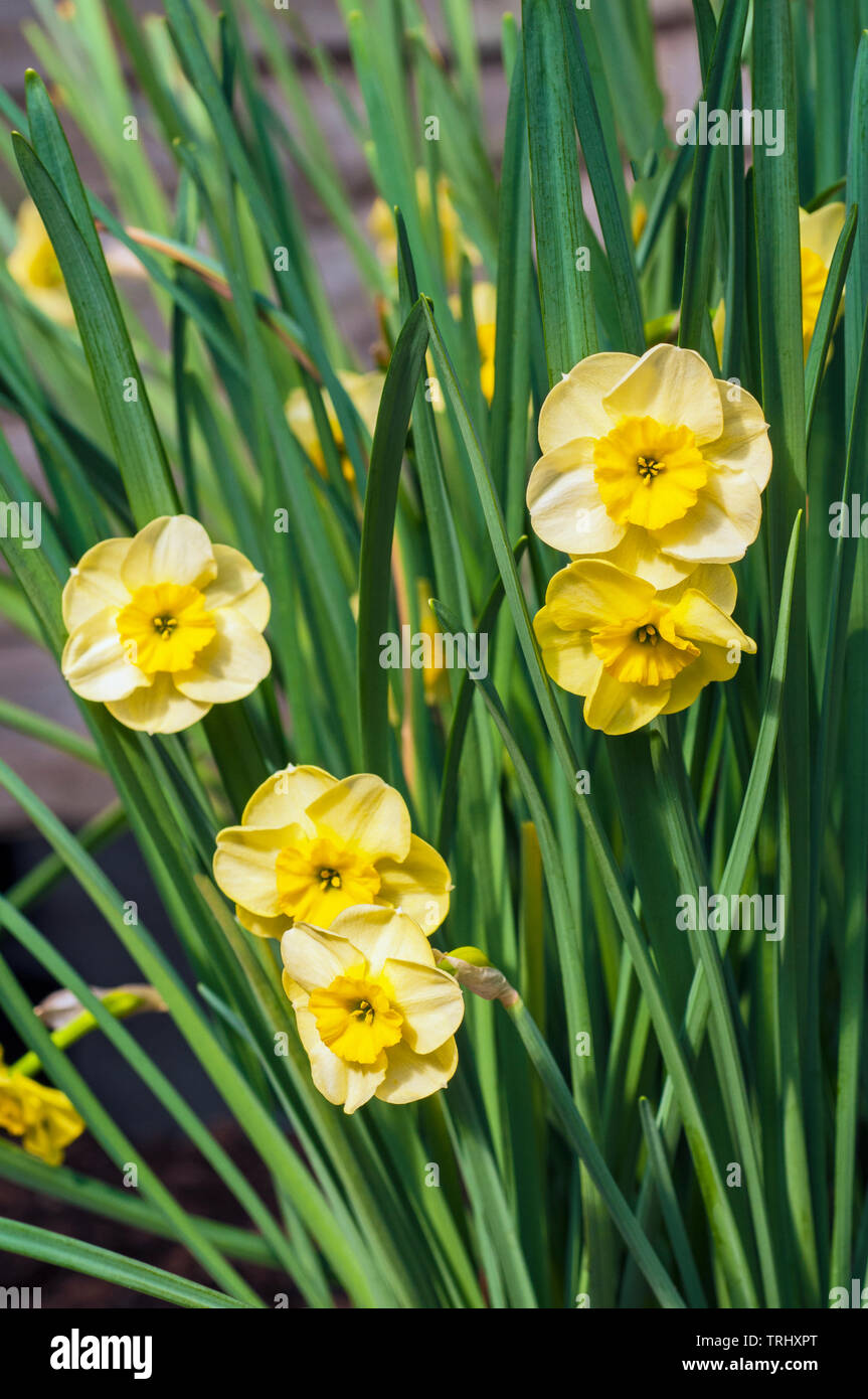 Narzisse jonquil Sonnenscheibe Blüte in der Mitte der Feder ein Zwerg Narzisse mit weißen und gelben Schale fällt, gehört zur Gruppe der jonquil Abteilung 7. Stockfoto