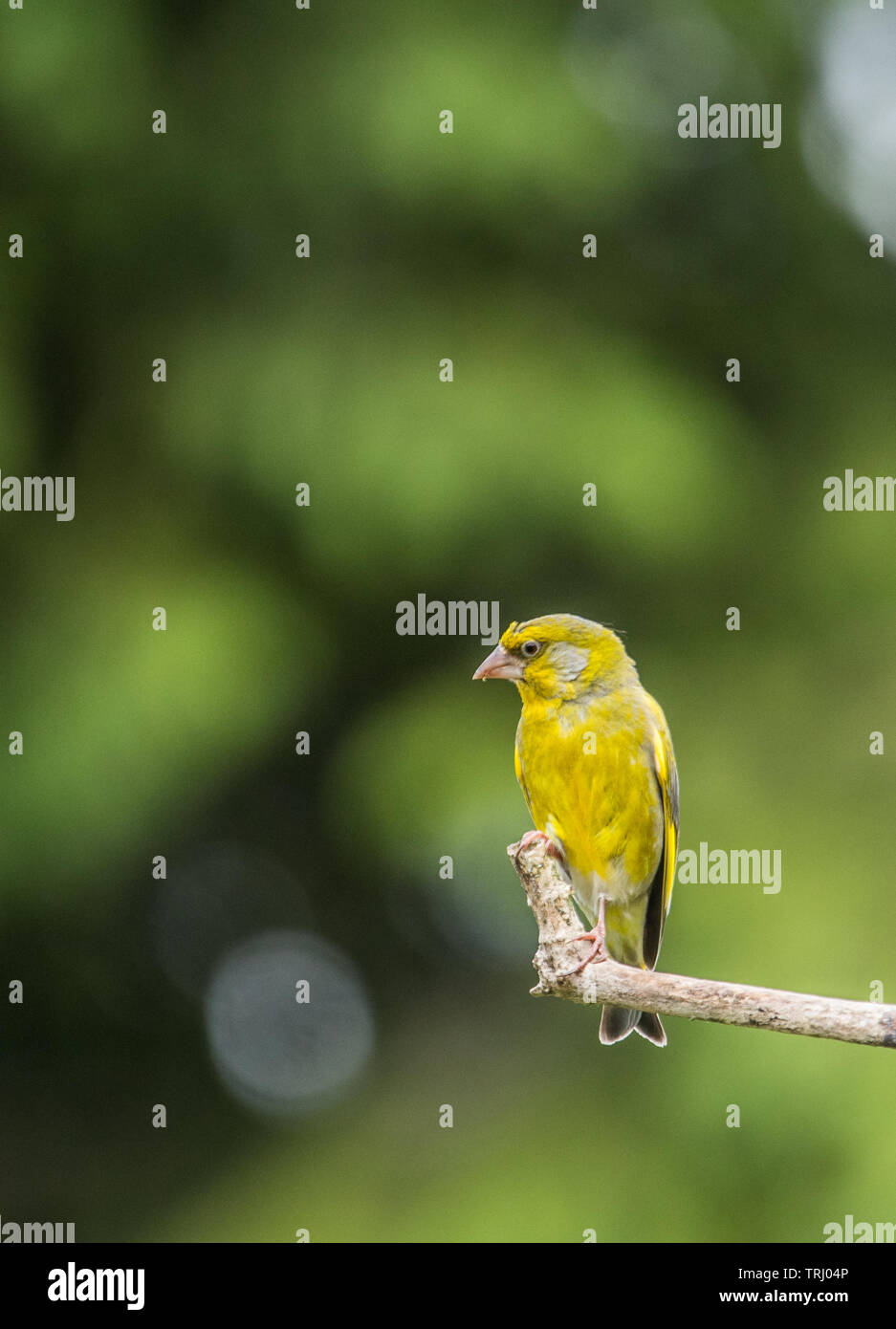 Grünfink, Wildlife, britischen Vogel auf einer Stange in einer britischen Garten Stockfoto