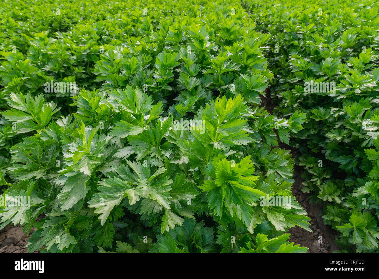 Bereich der Sellerie Pflanzen, Landwirtschaft, Organisches Gemüse, Erntezeit Stockfoto