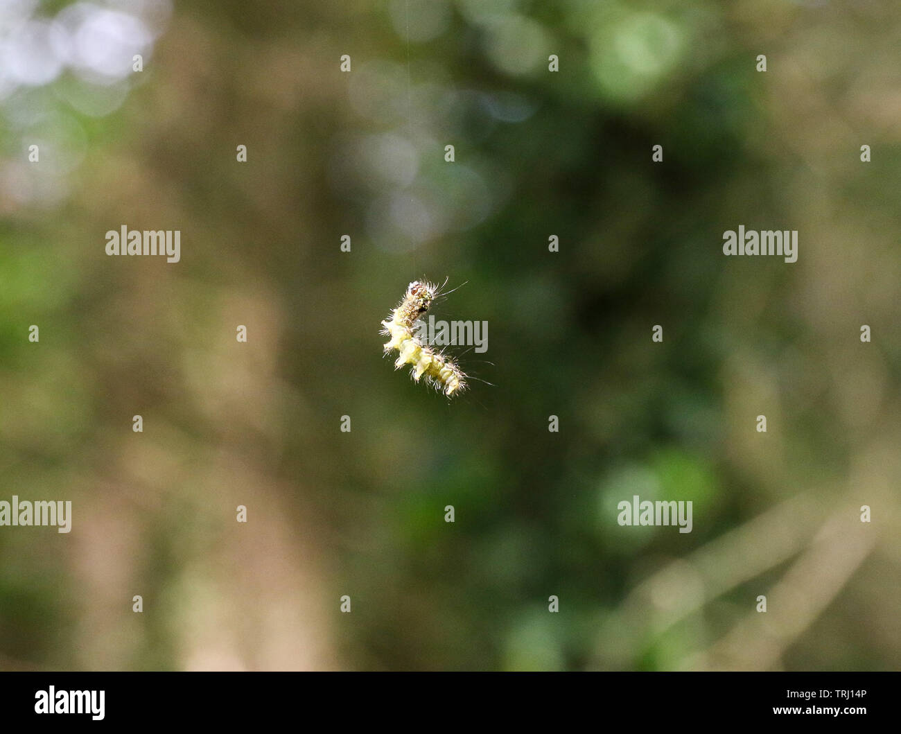 Eine Raupe Ballon in der Luft in einem Wald im Frühling. Stockfoto