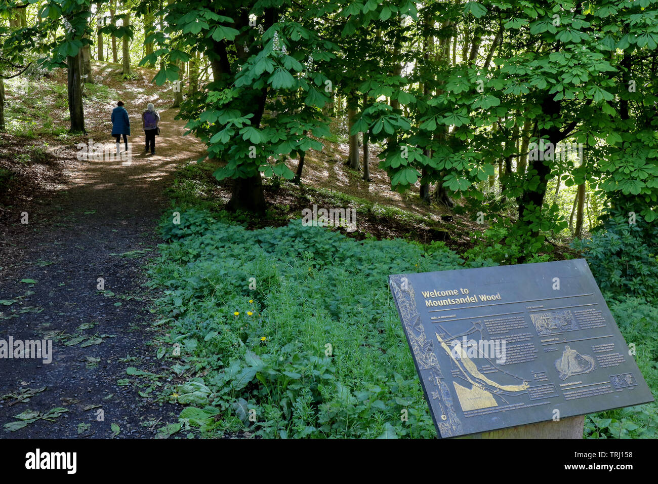 Zwei Frau zu Fuß durch Mountsandel Holz im Frühling auf einem Wald Weg mit einem Besucher informationen Schild am Eingang des Holzes. Stockfoto