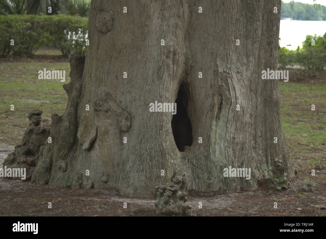 Hohle stämme Fotos und Bildmaterial in hoher Auflösung Alamy