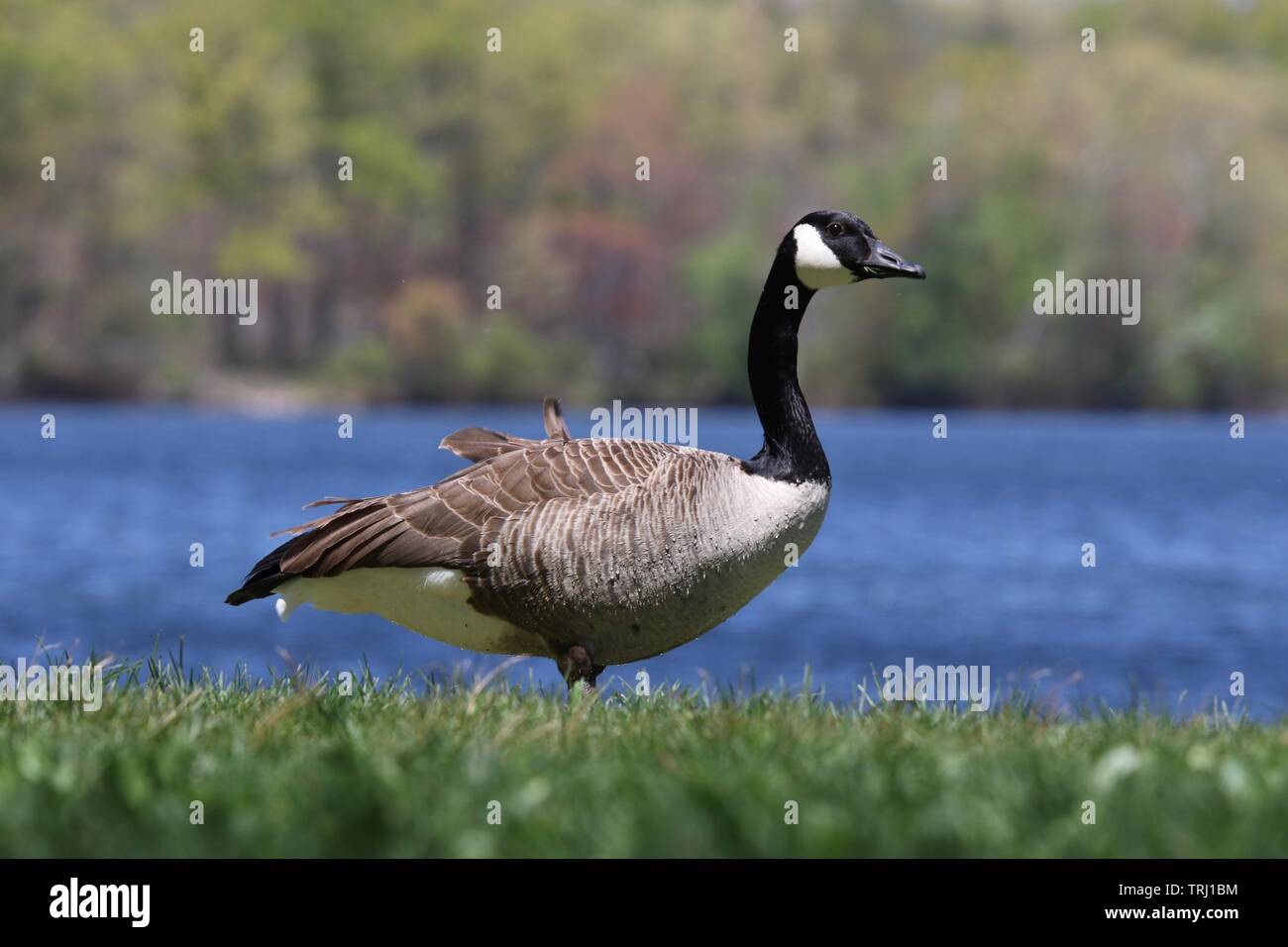 Eine Kanadagans Branta canadensis, um einen Teich im Sommer Stockfoto