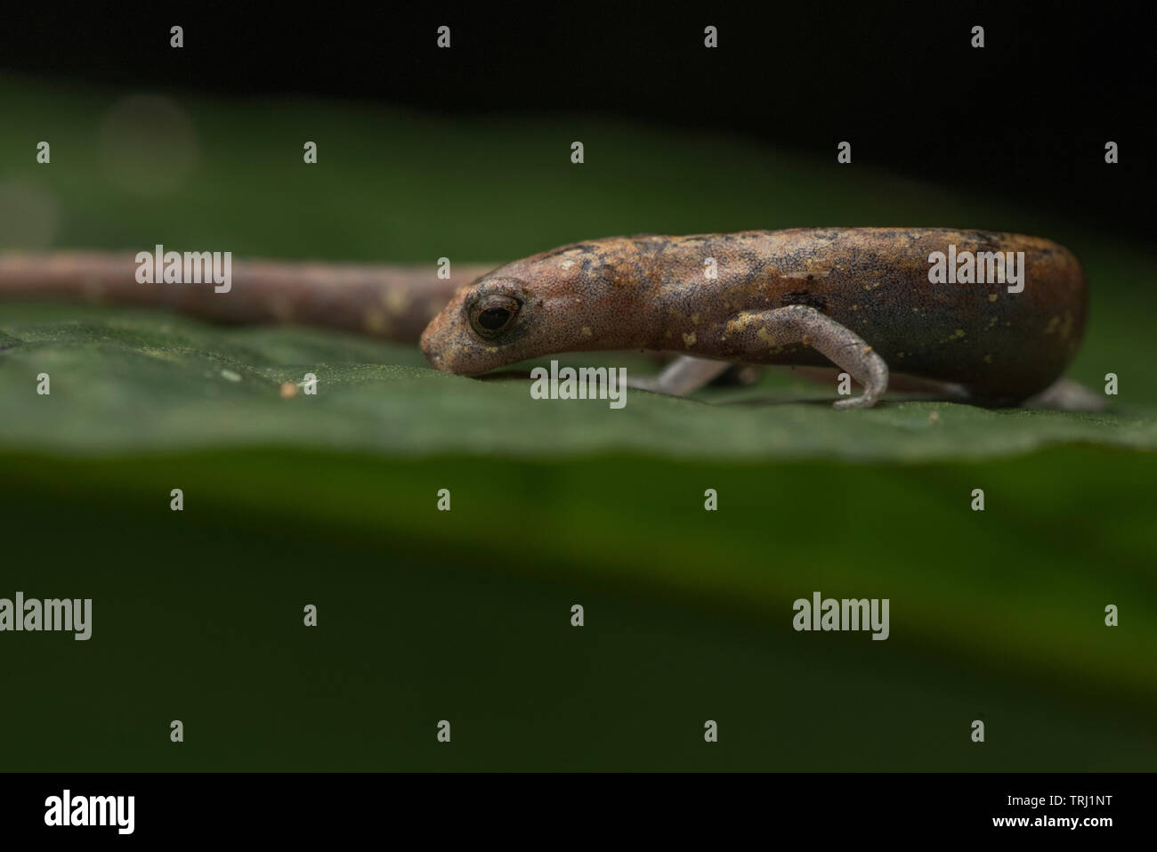 Nauta salamander (Bolitoglossa altamazonica) aus dem Amazonas Dschungel