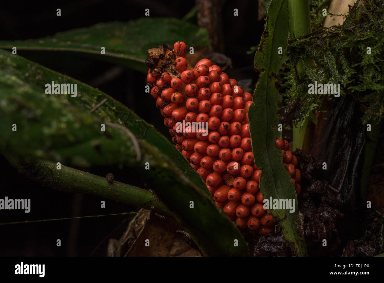Eine Art roter Samen von einer Pflanze im Regenwald von Amazon im yasuni-nationalpark, Ecuador. Stockfoto